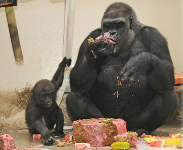 Baby zoo animals